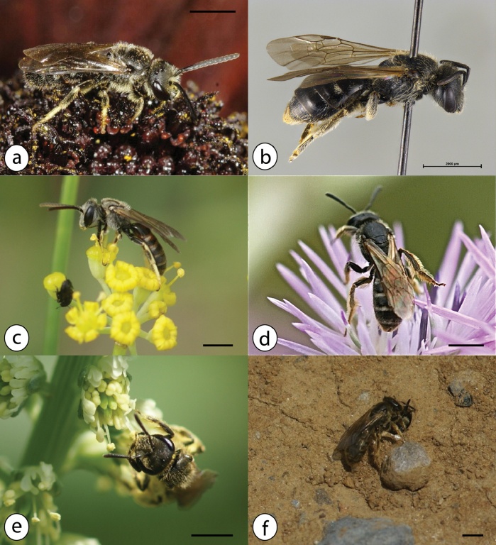 New Updated list of Bees from Azores