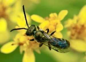 New study reveals that pollinating insects on Terceira Island (Azores) have adapted to habitats created by human activity