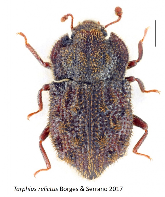 Four new species for science of beetles for Azores