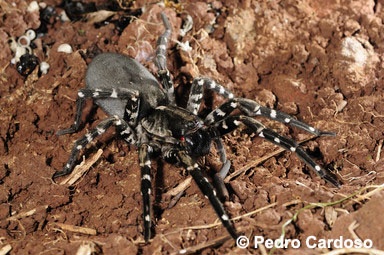 All spider species endemic to Madeira and Selvagens are now assessed for extinction risk by the IUCN SSC Spider & Scorpion Specialist Group