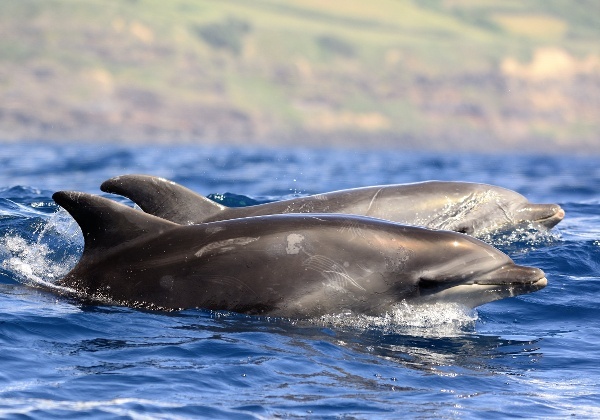 Cientistas e empresas turísticas colaboram para estudar a distribuição geográfica de cetáceos nos Açores