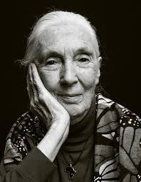In memoriam - Jane Goodall 1934/2025