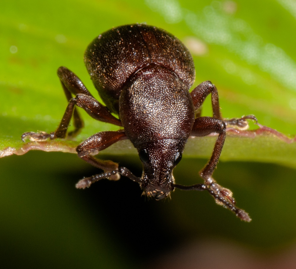 Azorean study reveals that native insects are finding unexpected refuge in exotic forests