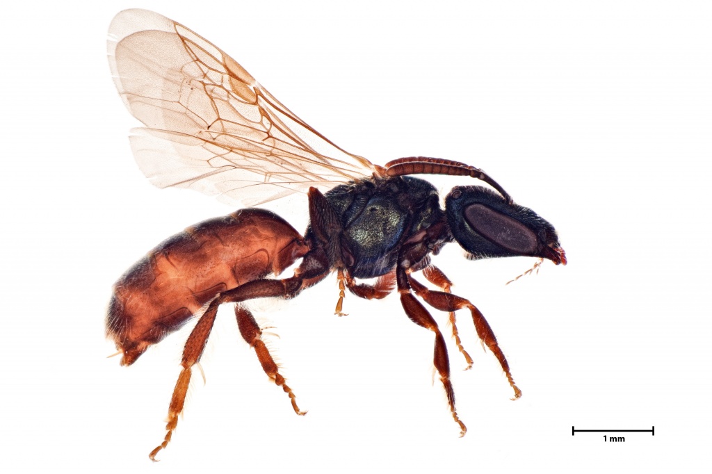 Post-Doc Macroecology Position