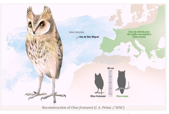 Human impacts are reshaping the rules of island biodiversit